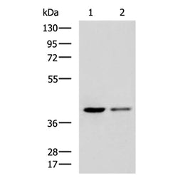 MTG2 rabbit polyclonal antibody