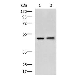 FARS2 rabbit polyclonal antibody
