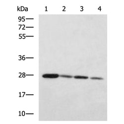 IDI2 rabbit polyclonal antibody