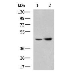 MICA rabbit polyclonal antibody