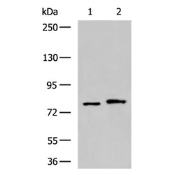 DNM1L rabbit polyclonal antibody