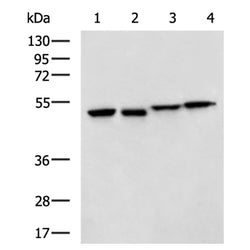 LIPC rabbit polyclonal antibody