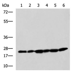 PCMT1 rabbit polyclonal antibody