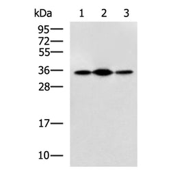 PDHB rabbit polyclonal antibody