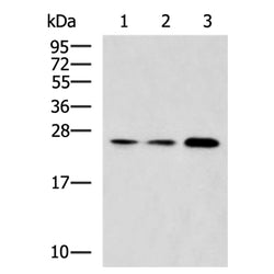 RAB3A rabbit polyclonal antibody
