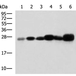 TMED4 rabbit polyclonal antibody