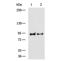 TNFAIP3 rabbit polyclonal antibody