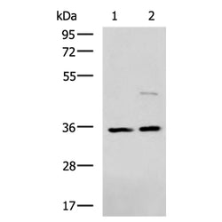 U2AF1 rabbit polyclonal antibody