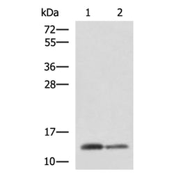 CRABP1 rabbit polyclonal antibody