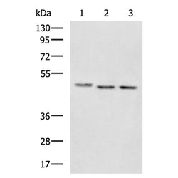 EIF4A2 rabbit polyclonal antibody