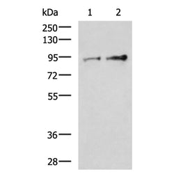 TTC14 rabbit polyclonal antibody