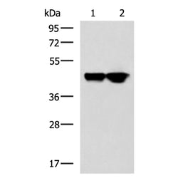 GNAI1 rabbit polyclonal antibody