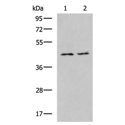 MAPKAPK3 rabbit polyclonal antibody