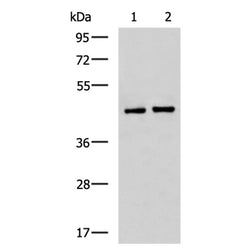 SAV1 rabbit polyclonal antibody