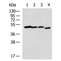 NR2E1 rabbit polyclonal antibody