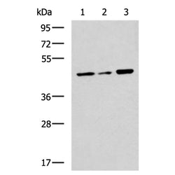 SLC30A3 rabbit polyclonal antibody