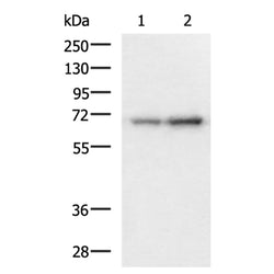PAIP1 rabbit polyclonal antibody