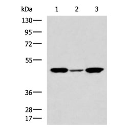 DEPTOR rabbit polyclonal antibody