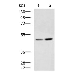 MYLIP rabbit polyclonal antibody