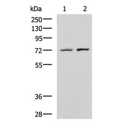 GAN rabbit polyclonal antibody