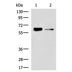 FRMD5 rabbit polyclonal antibody