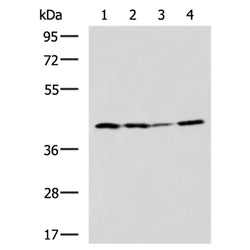EXOG rabbit polyclonal antibody