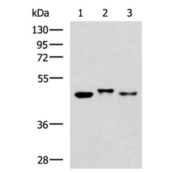 GSDMA rabbit polyclonal antibody