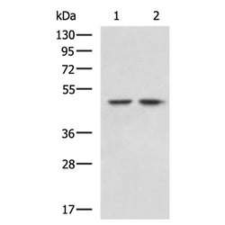 IQCC rabbit polyclonal antibody
