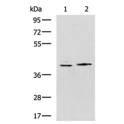 POLB rabbit polyclonal antibody