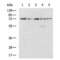 HSPA5 rabbit polyclonal antibody