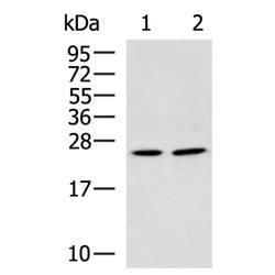 GZMH rabbit polyclonal antibody