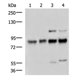 GTF3C4 rabbit polyclonal antibody
