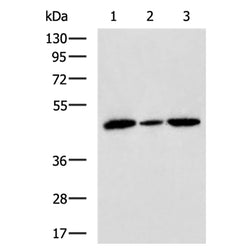 SURF6 rabbit polyclonal antibody