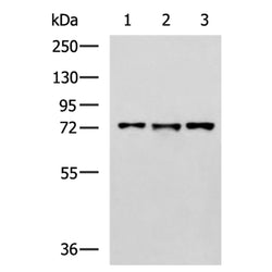 LRRC45 rabbit polyclonal antibody