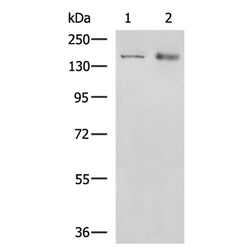 COL2A1 rabbit polyclonal antibody