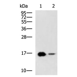 LBH rabbit polyclonal antibody