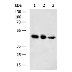 CNTFR rabbit polyclonal antibody