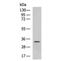 HES1 rabbit polyclonal antibody