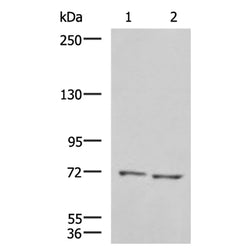 IRAK2 rabbit polyclonal antibody