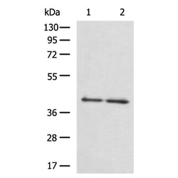 NCK2 rabbit polyclonal antibody