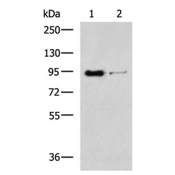 SEMA3G rabbit polyclonal antibody