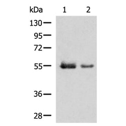 UGT1A4 rabbit polyclonal antibody