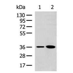 GAPDH mouse monoclnal antibody