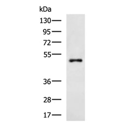 6×His tag mouse monoclnal antibody