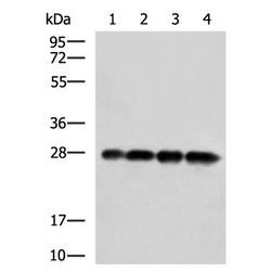 GFP mouse monoclnal antibody