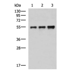 Flag tag mouse monoclnal antibody
