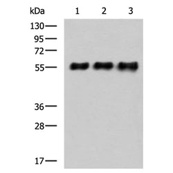 Myc tag mouse monoclnal antibody