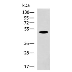 HA tag mouse monoclnal antibody