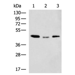 ACTIN (plant) mouse monoclnal antibody