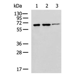 PRKAA1 mouse monoclnal antibody
